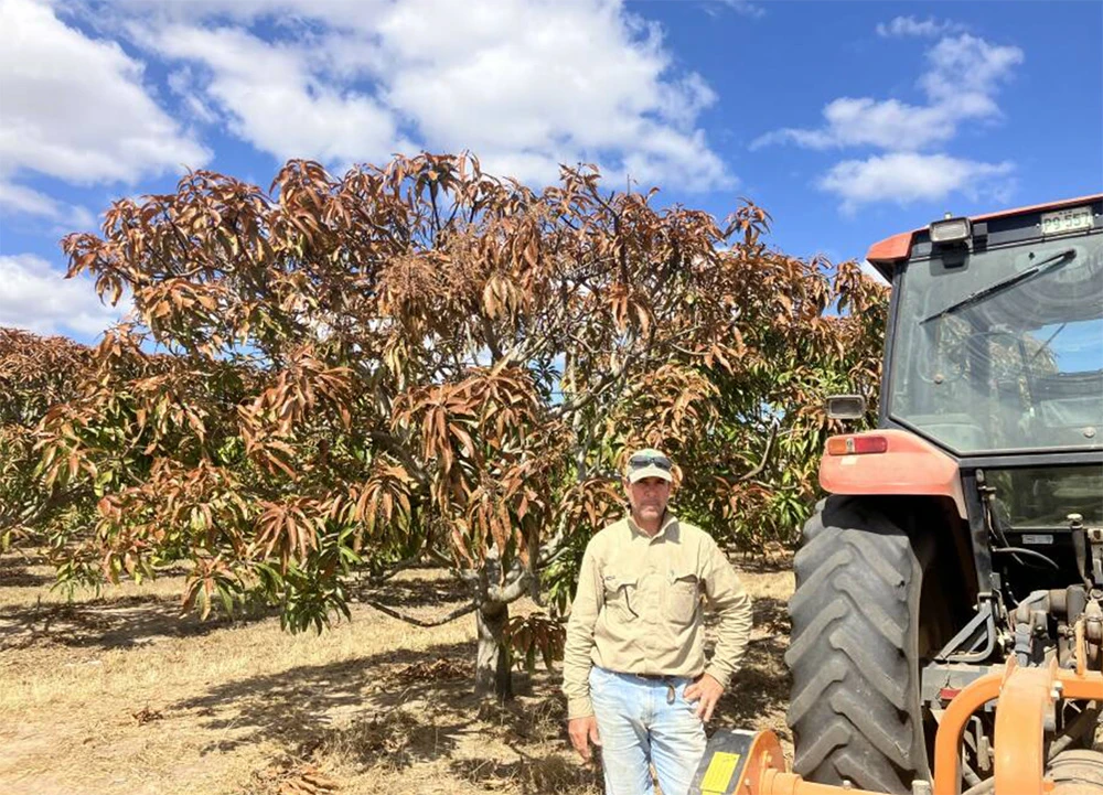 Thiệt hại từ sương giá tại Viễn Bắc Queensland: Nông dân gồng mình trước tổn thất nghiêm trọng